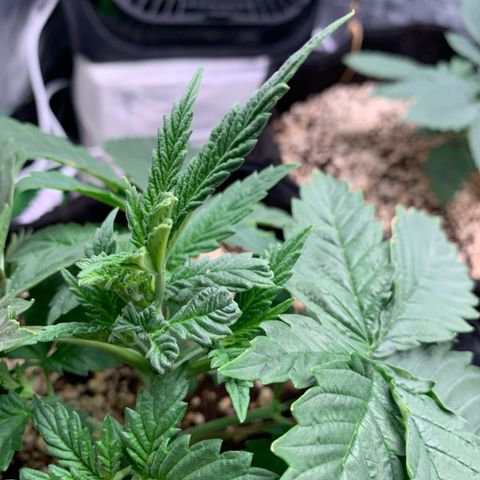 NITRO HAZE/BSF growlog timeline photo
