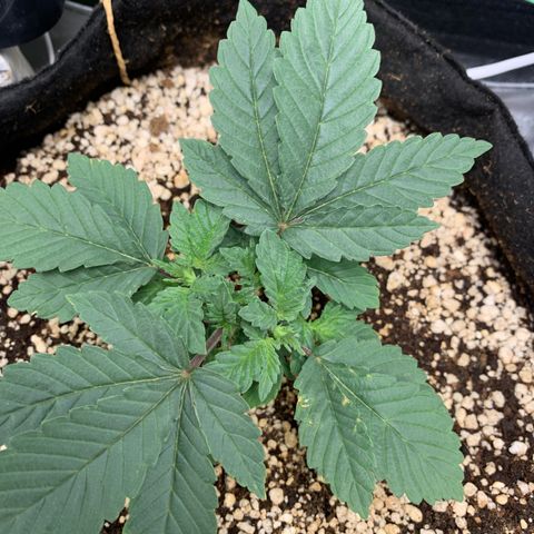 TROPICANA CHERRY/DONA FLORINDA growlog timeline photo