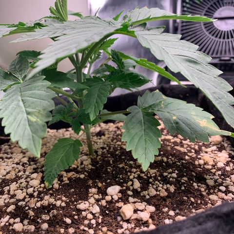 NITRO HAZE/BSF growlog timeline photo