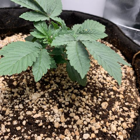 TROPICANA CHERRY/DONA FLORINDA growlog timeline photo