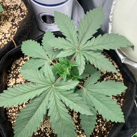 ORIGINAL GELATO/DONA FLORINDA growlog timeline photo