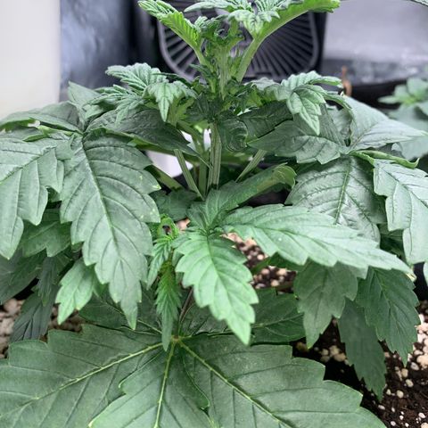 NITRO HAZE/BSF growlog timeline photo