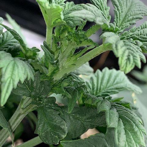 NITRO HAZE/BSF growlog timeline photo