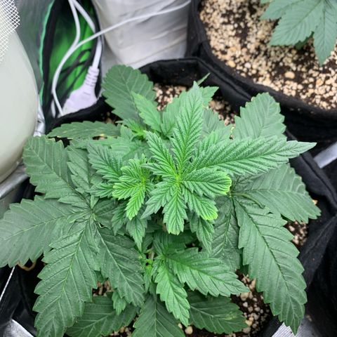 NITRO HAZE/BSF growlog timeline photo