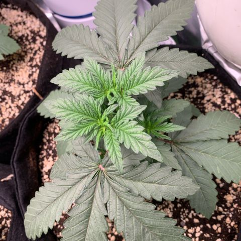 ORIGINAL GELATO/DONA FLORINDA growlog timeline photo