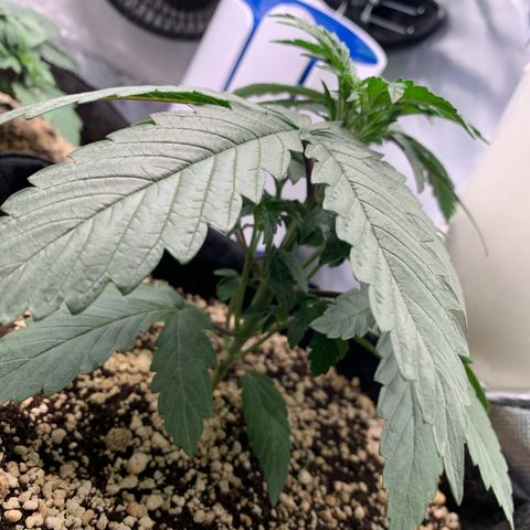 ORIGINAL GELATO/DONA FLORINDA growlog timeline photo