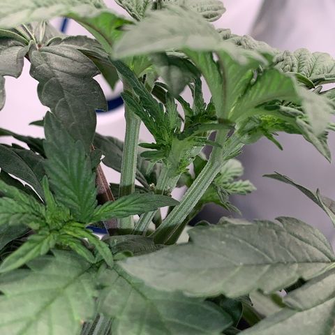 ORIGINAL GELATO/DONA FLORINDA growlog timeline photo
