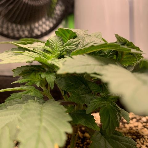TROPICANA CHERRY/DONA FLORINDA growlog timeline photo