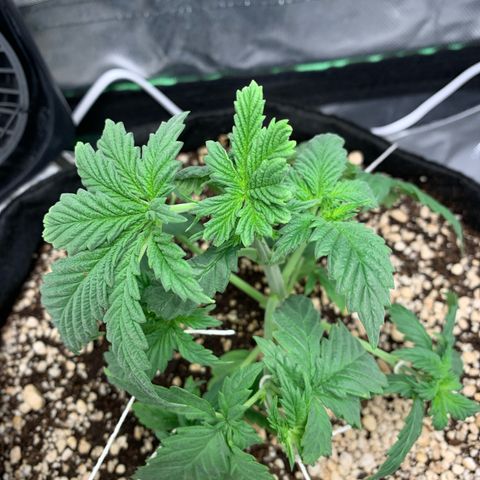 NITRO HAZE/BSF growlog timeline photo