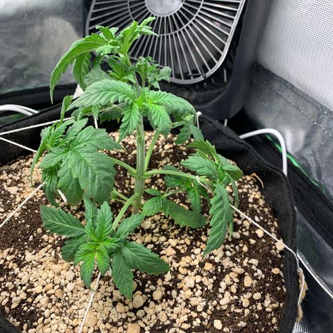 NITRO HAZE/BSF growlog timeline photo