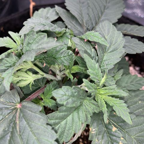 TROPICANA CHERRY/DONA FLORINDA growlog timeline photo