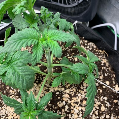 NITRO HAZE/BSF growlog timeline photo