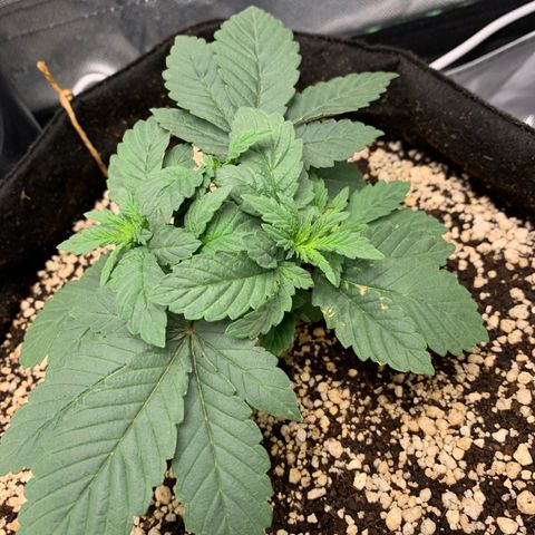 TROPICANA CHERRY/DONA FLORINDA growlog timeline photo