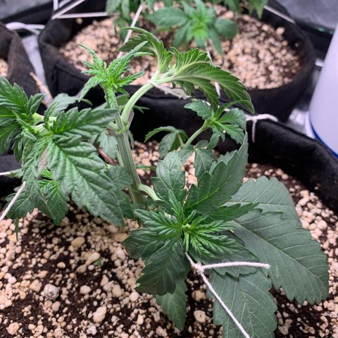 ORIGINAL GELATO/DONA FLORINDA growlog timeline photo
