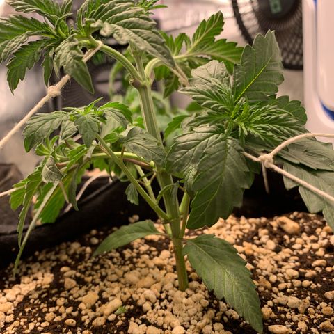 ORIGINAL GELATO/DONA FLORINDA growlog timeline photo