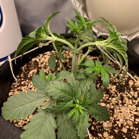 ORIGINAL GELATO/DONA FLORINDA growlog timeline photo