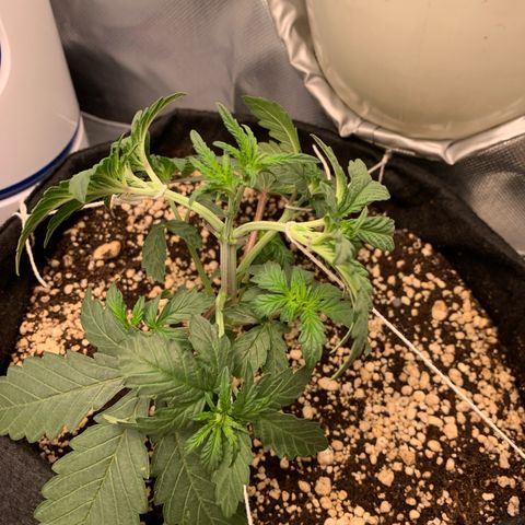 ORIGINAL GELATO/DONA FLORINDA growlog timeline photo