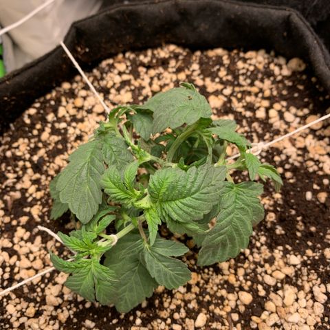 TROPICANA CHERRY/DONA FLORINDA growlog timeline photo