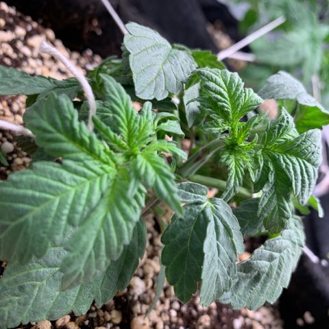 TROPICANA CHERRY/DONA FLORINDA growlog timeline photo