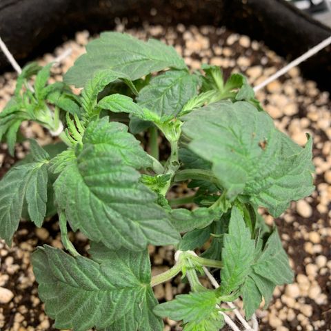 TROPICANA CHERRY/DONA FLORINDA growlog timeline photo