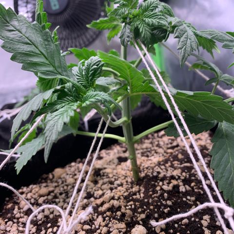 NITRO HAZE/BSF growlog timeline photo