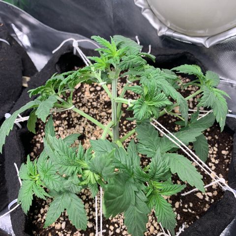 NITRO HAZE/BSF growlog timeline photo