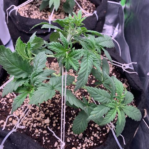 NITRO HAZE/BSF growlog timeline photo