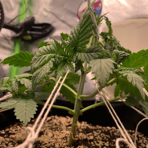 NITRO HAZE/BSF growlog timeline photo
