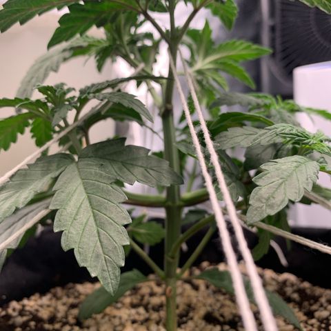 ORIGINAL GELATO/DONA FLORINDA growlog timeline photo