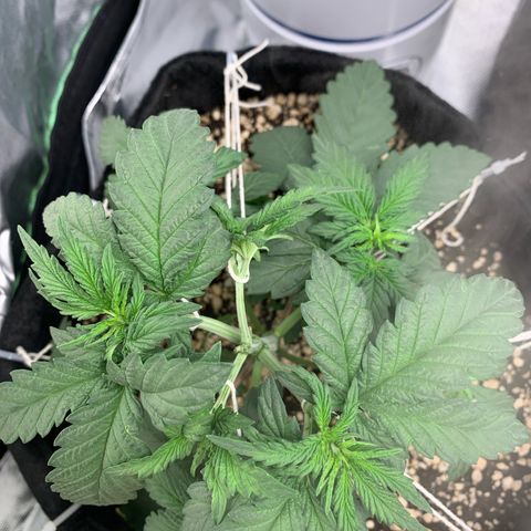 ORIGINAL GELATO/DONA FLORINDA growlog timeline photo