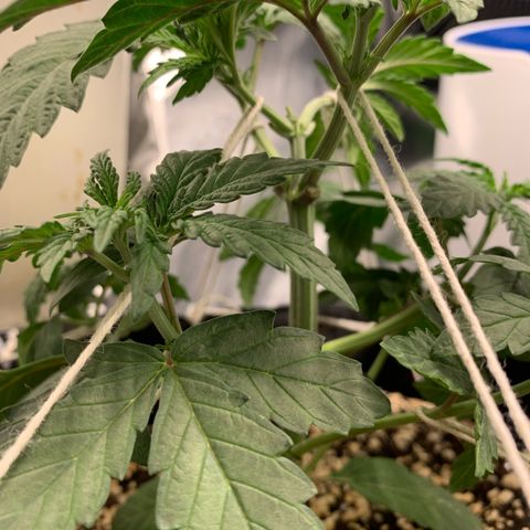 ORIGINAL GELATO/DONA FLORINDA growlog timeline photo