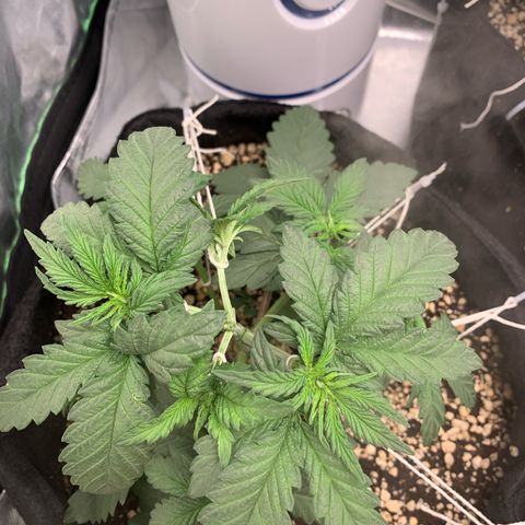 ORIGINAL GELATO/DONA FLORINDA growlog timeline photo