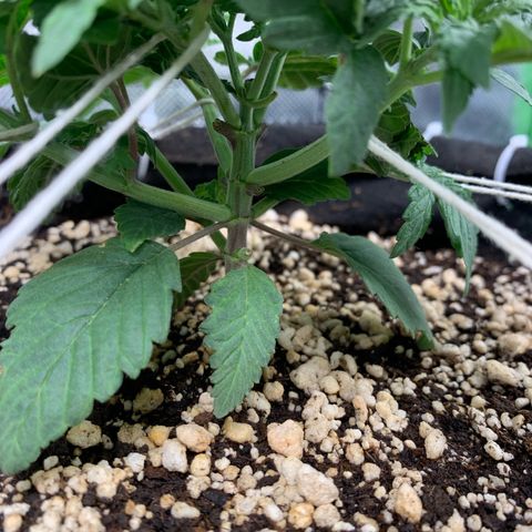 TROPICANA CHERRY/DONA FLORINDA growlog timeline photo
