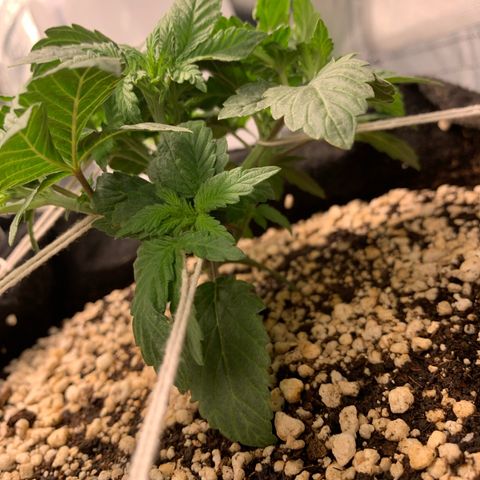 TROPICANA CHERRY/DONA FLORINDA growlog timeline photo