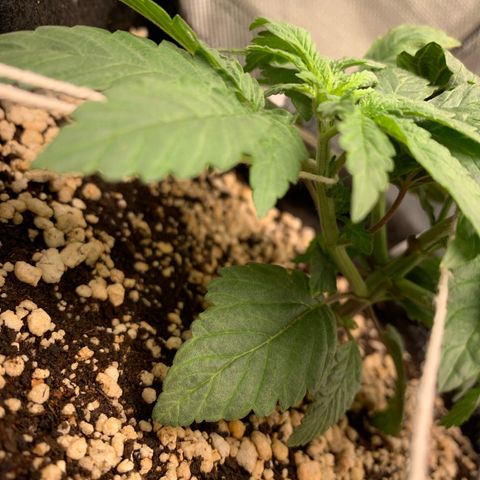 TROPICANA CHERRY/DONA FLORINDA growlog timeline photo