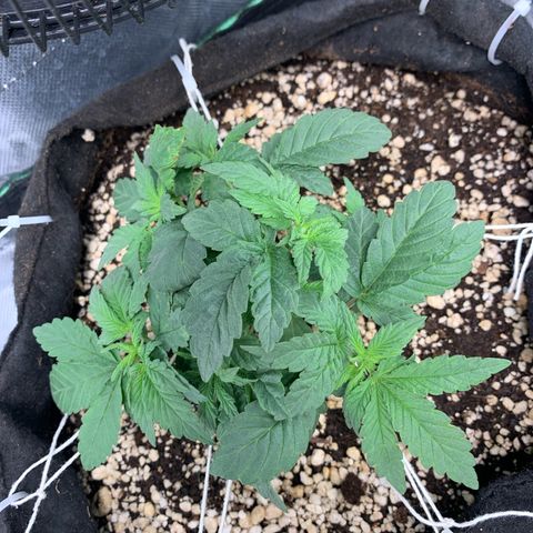 TROPICANA CHERRY/DONA FLORINDA growlog timeline photo
