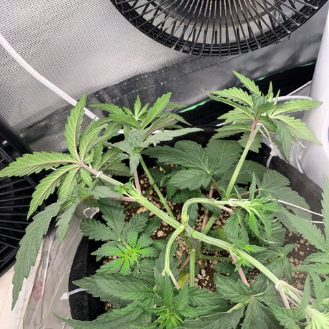 ORIGINAL GELATO/DONA FLORINDA growlog timeline photo