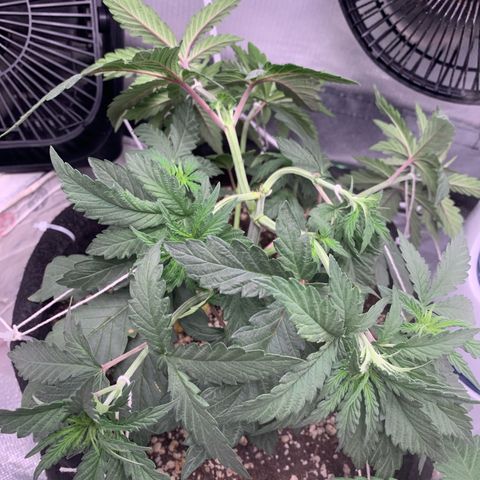 ORIGINAL GELATO/DONA FLORINDA growlog timeline photo