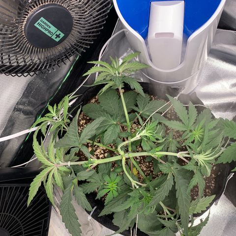 ORIGINAL GELATO/DONA FLORINDA growlog timeline photo