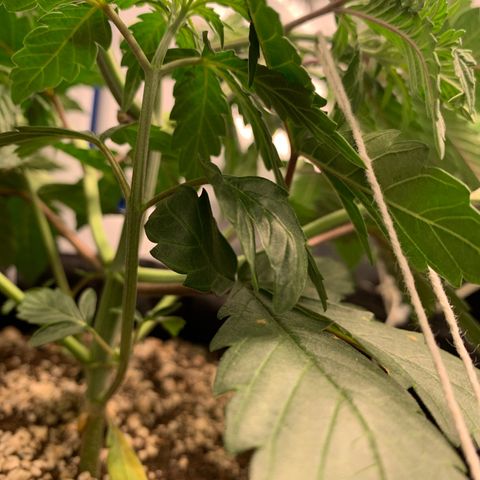 ORIGINAL GELATO/DONA FLORINDA growlog timeline photo