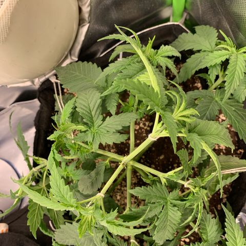 NITRO HAZE/BSF growlog timeline photo