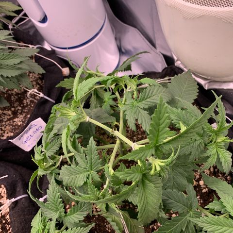 NITRO HAZE/BSF growlog timeline photo