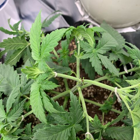 NITRO HAZE/BSF growlog timeline photo