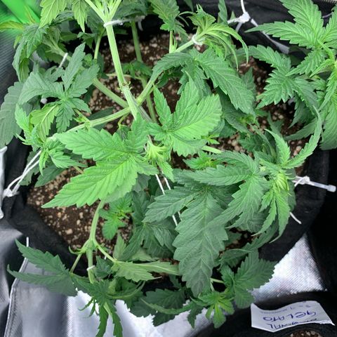 NITRO HAZE/BSF growlog timeline photo