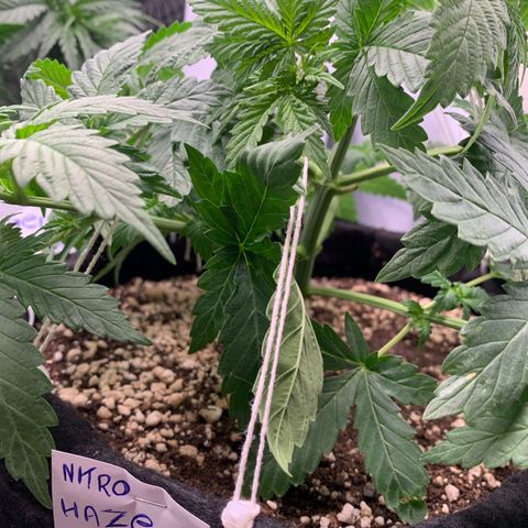 NITRO HAZE/BSF growlog timeline photo