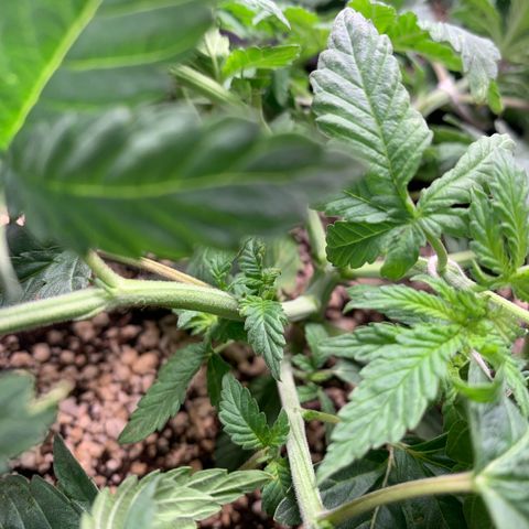 TROPICANA CHERRY/DONA FLORINDA growlog timeline photo