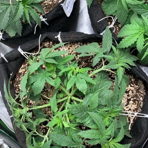 TROPICANA CHERRY/DONA FLORINDA growlog timeline photo