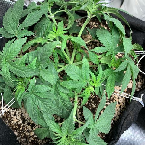 TROPICANA CHERRY/DONA FLORINDA growlog timeline photo