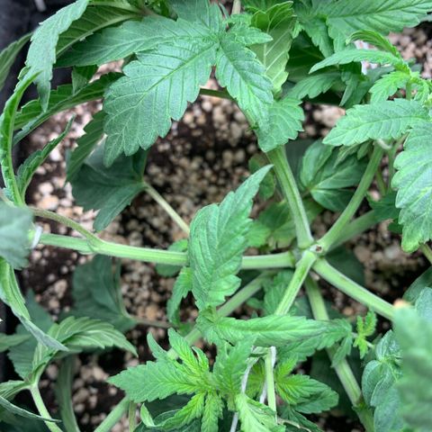 TROPICANA CHERRY/DONA FLORINDA growlog timeline photo