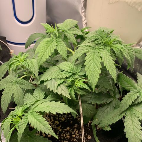 NITRO HAZE/BSF growlog timeline photo